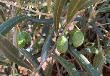 Asaja alerta de la «situación crítica» del olivar por el retraso de las lluvias