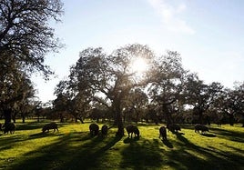La DOP Los Pedroches constata ya que se están certificando en la comarca jamones con solo un 50% de raza ibérica