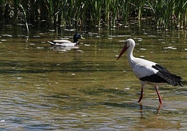 La Junta confirma el primer caso de gripe aviar en Córdoba: se detecta en una cigüeña en Aguilar de la Frontera
