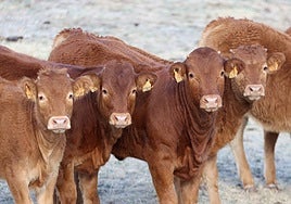 La pujanza de la agricultura y la ganadería ecológicas en Los Pedroches, en imágenes