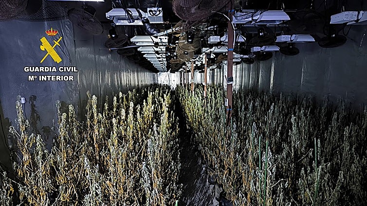 Defrauda 200.000 euros a la compañía eléctrica con una plantación de marihuana de «alto nivel»