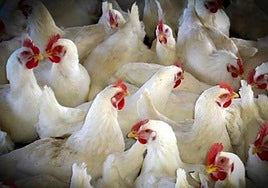 Gripe aviar en Aragón: Los ganaderos no podrán criar sus aves al aire libre al menos hasta febrero