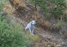 Desmienten que el lince blanco fotografiado en Jaén sea leucístico: su color se debe a una extraña despigmentación temporal
