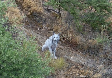 Desmienten que el lince blanco fotografiado en Jaén sea leucístico: su color se debe a una extraña despigmentación temporal