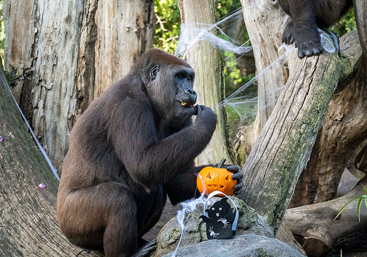 Un gorila de Bioparc Valencia celebra Halloween