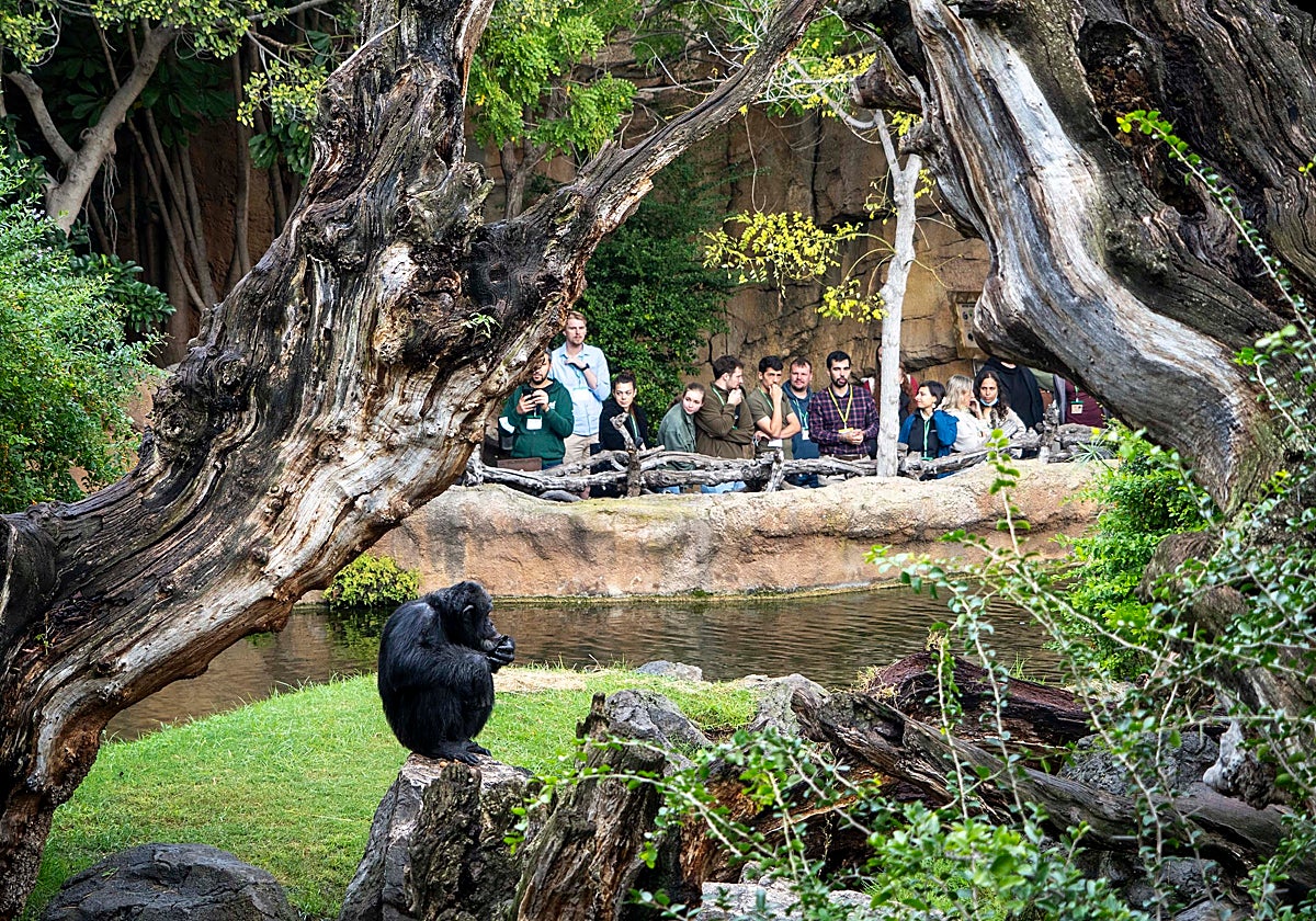 Bioparc Valencia acoge el primer workshop europeo para «salvar de la extinción» a los chimpancés