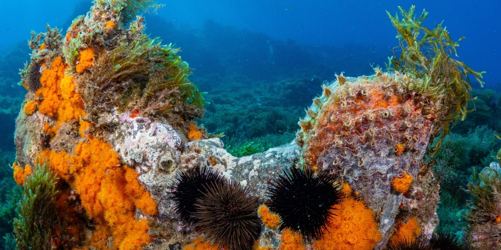Hallan en el mar de Alborán una de las mayores concentraciones de coral naranja y praderas marinas mejor conservadas del Mediterráneo