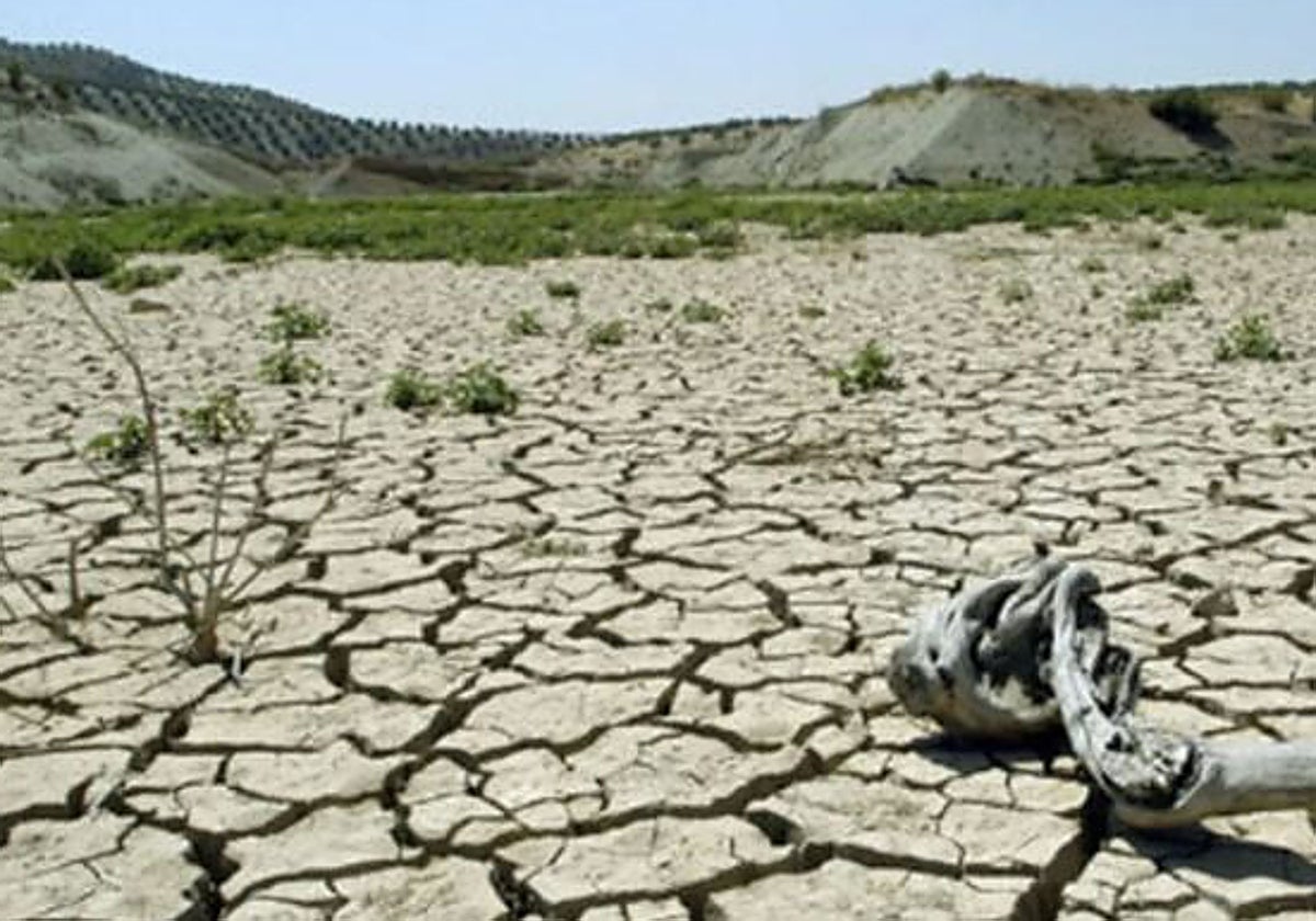 Más de 5.500 agricultores de Castilla-La Mancha se beneficiarán de las ayudas a la sequía que ascienden a casi seis millones