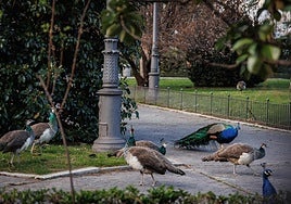 Detectado un foco de gripe aviar en un pavo real del Retiro