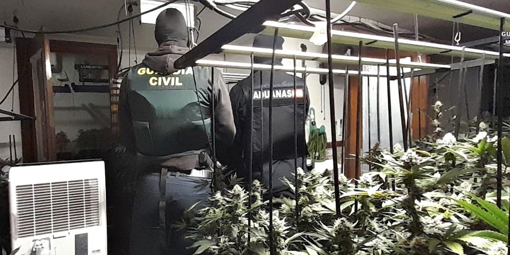 Cuatro detenidos en Trijueque (Guadalajara) en el desmantelamiento de una plantación indoor con 612 plantas de marihuana