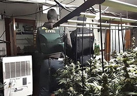 Cuatro detenidos en Trijueque (Guadalajara) en el desmantelamiento de una plantación 'indoor' con 612 plantas de marihuana