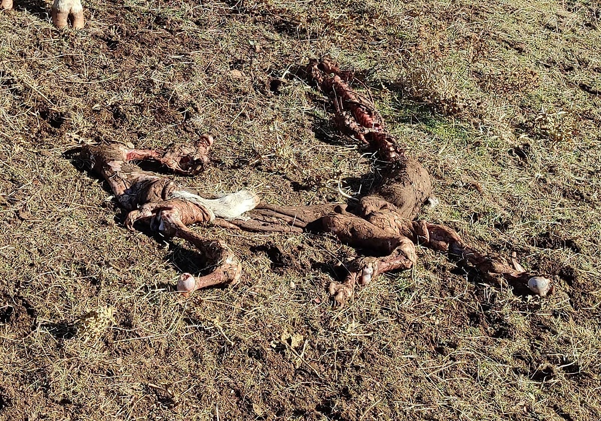 Restos de terneros muertos tras un ataque de buitres en Sieteiglesias de Tormes (Salamanca)