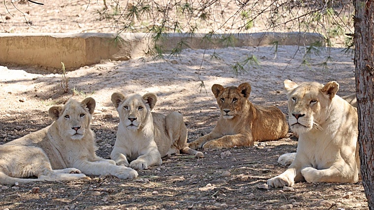 Tzigane en familia, con su madre y sus dos hermanos