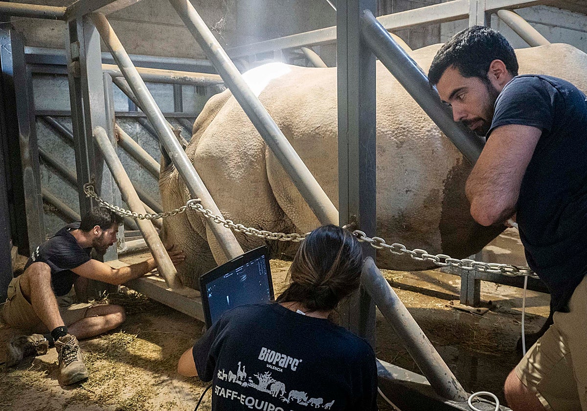 Un equipo de Bioparc Valencia con un rinoceronte