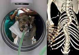 El corazón débil del león blanco Tzigane, rescatado de un circo en Francia y revisado con TAC y ecocardiograma