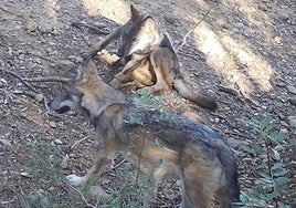 Cataluña registra la primera manada de lobos con cachorros en 100 años