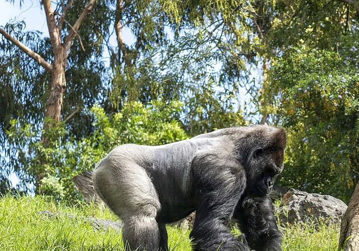 Imagen de un gorila en cautividad