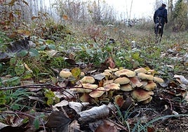 Lluvias y suaves temperaturas alientan una campaña de setas que se veía «perdida»