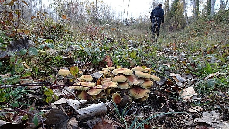 Lluvias y suaves temperaturas alientan una campaña de setas que se veía «perdida»