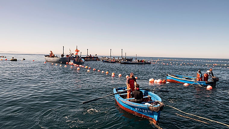 Pesca del atún de la costa de Cádiz