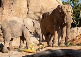 Bioparc celebra con una tarta gigante de frutas el tercer cumpleaños de Makena, primer elefante nacido en Valencia
