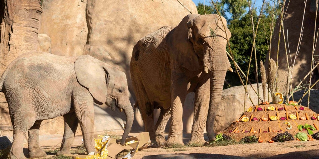 Bioparc celebra con una tarta gigante de frutas el tercer cumpleaños de Makena, primer elefante nacido en Valencia