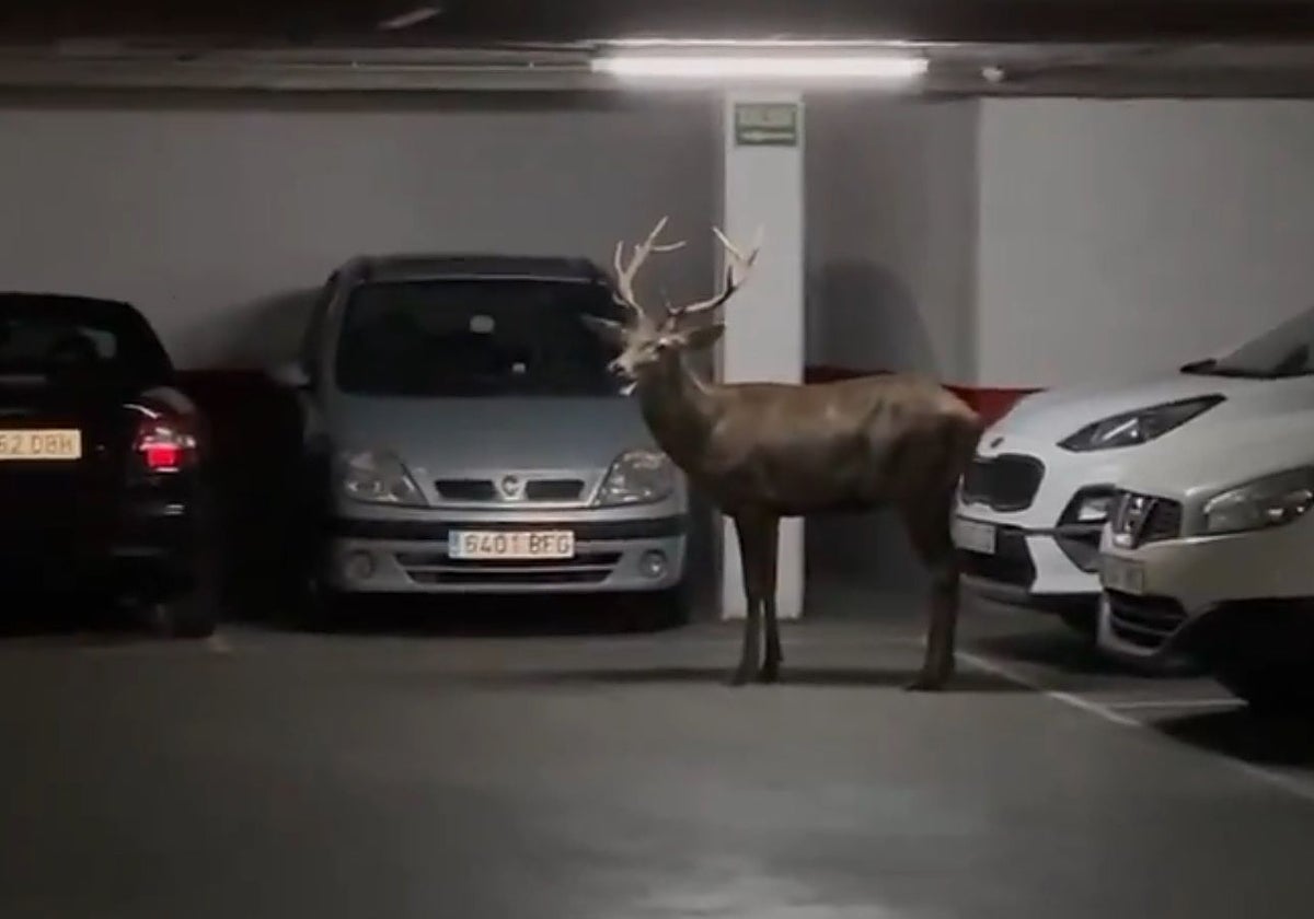 El ciervo, dentro del aparcamiento de Zamora, en una captura de uno de los vídeos que circulan por redes
