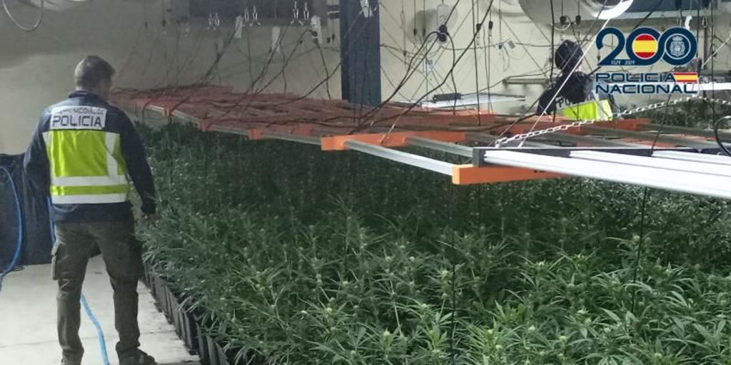 Juzgan a un grupo criminal de franceses y belgas con 5.000 plantas de marihuana, parte de ellas en Hellín