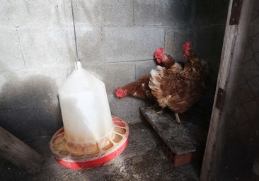 Agricultura prepara medidas complementarias de confinamiento por la crisis de la gripe aviar en todos los municipios de Castilla-La Mancha