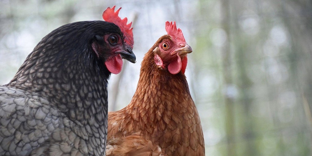 Castilla-La Mancha prohíbe desde este martes la cría de aves de corral al aire libre para frenar la influenza aviar
