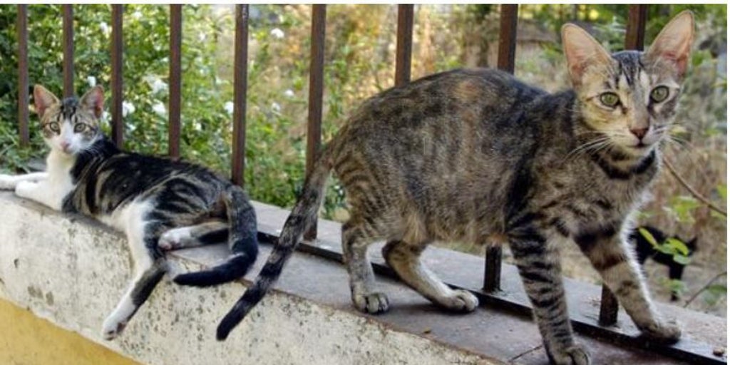 El Ayuntamiento de Toledo investiga un posible maltrato animal en el refugio de gatos del Polígono