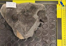 Intervienen en el aeropuerto de Bilbao bienes arqueológicos y paleontólogicos de México y Ecuador