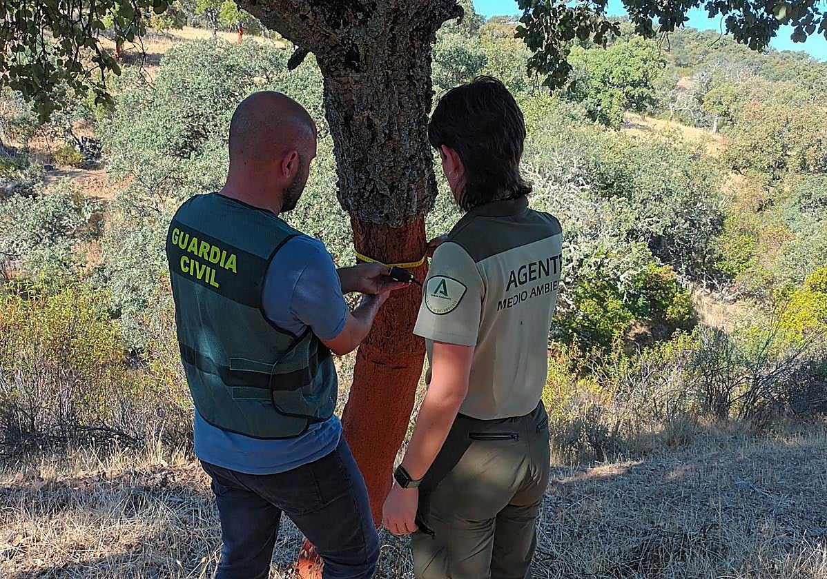 Agentes con uno de los alcornoques dañados