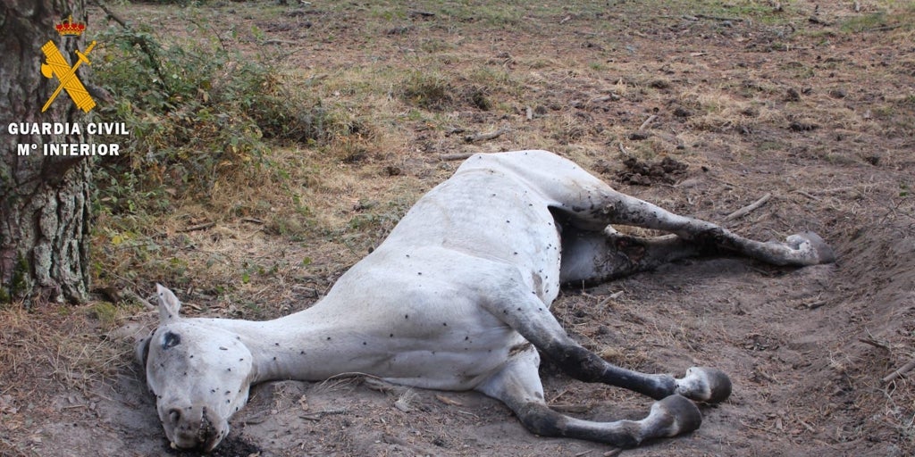Investigado por dejar varios días a su yegua agonizando hasta morir en un paraje de Segovia