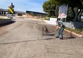 Rescatan a un buitre leonado desorientado cerca de las pistas de vuelo del aeropuerto de Alicante