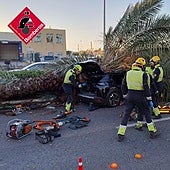 Muere un joven de 22 años tras caer una palmera sobre su coche en Torrevieja