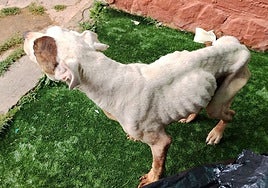 Detenida una mujer en Sigüenza por no cuidar a su perro, que tuvo que ser sacrificado por el grave estado que presentaba