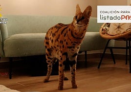 La peligrosa moda de tener un gato serval en casa: «Que se críe en cautividad no elimina sus instintos»