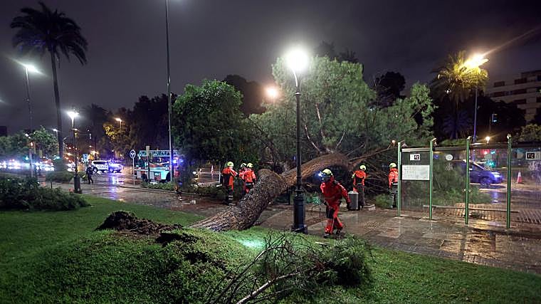Los bomberos, esta noche tratando de retirar un árbol de gran porte que ha caído en Vallerlano