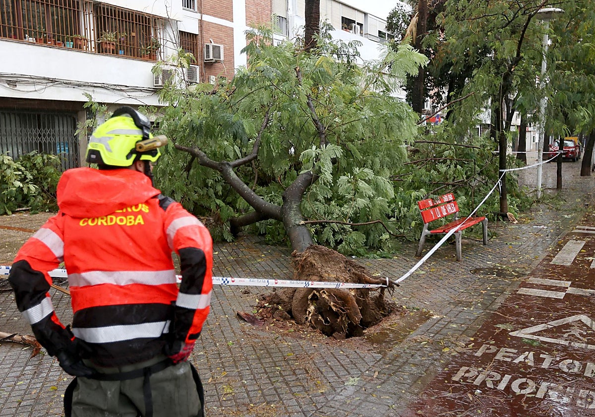 Los bomberos, este sábado intervienendo en el Sector Sur tras la caída de árboles por el temporal