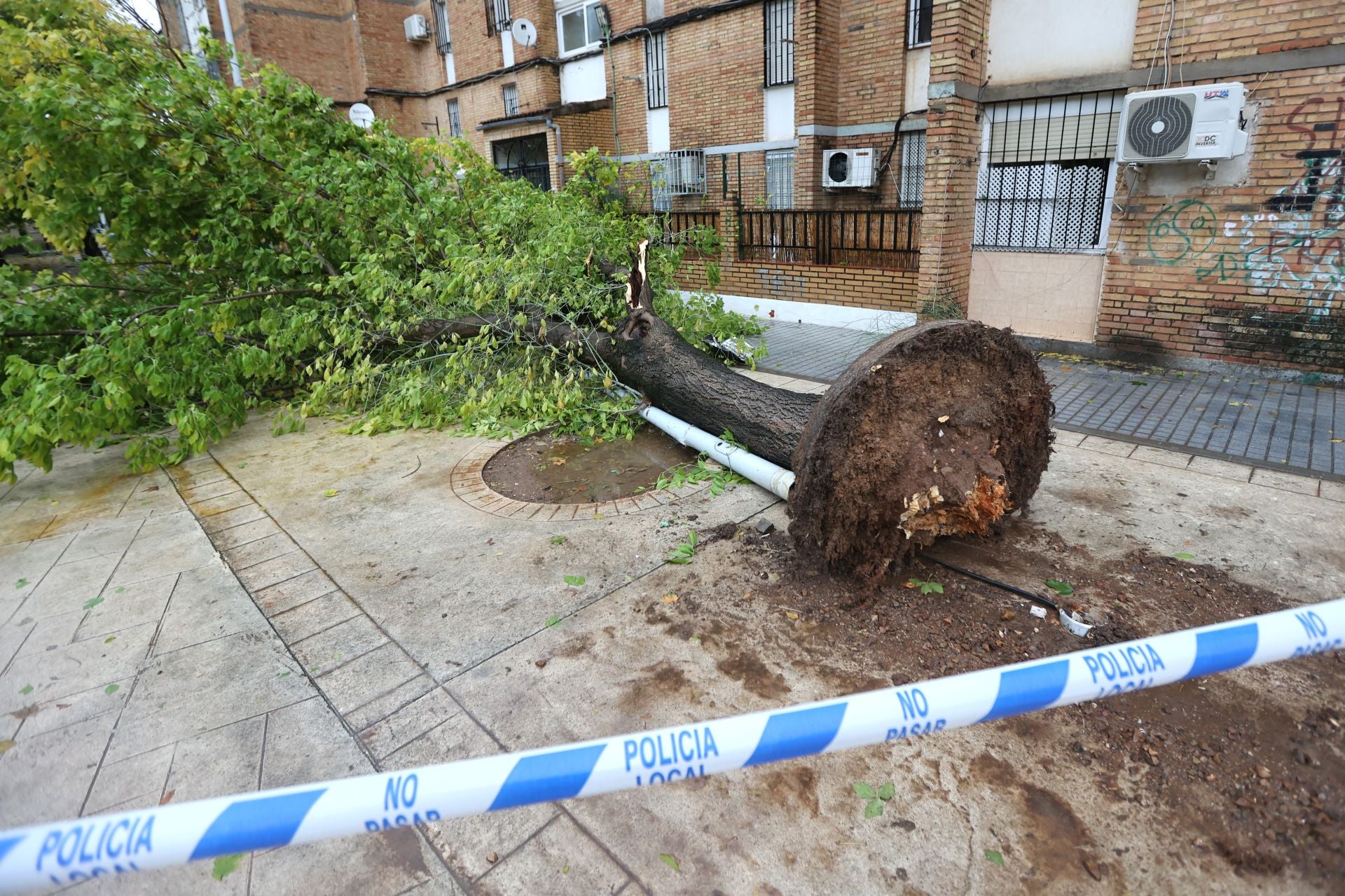 Los efectos de la borrasca Claudia en el Sector Sur de Córdoba, en imágenes