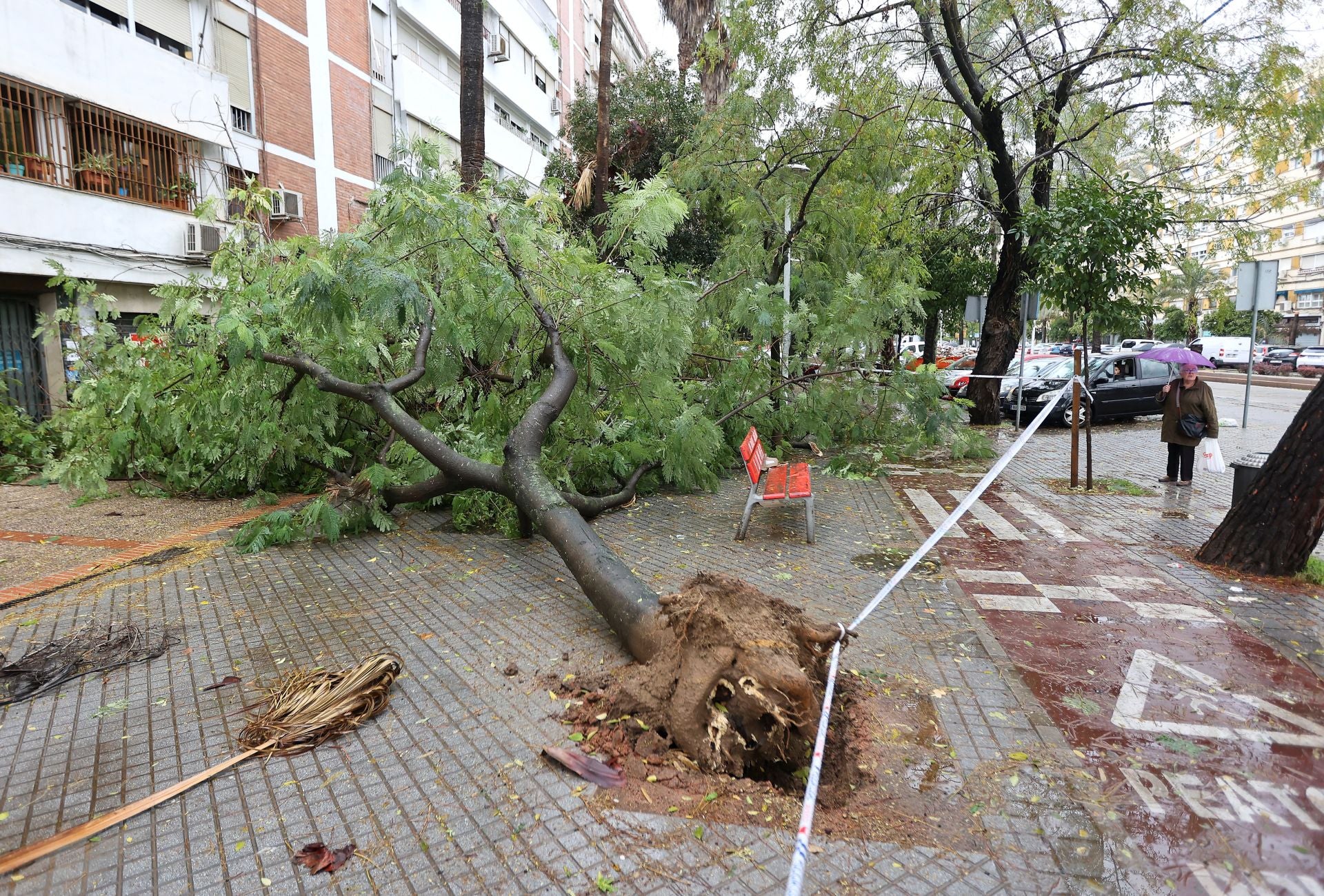 Los efectos de la borrasca Claudia en el Sector Sur de Córdoba, en imágenes