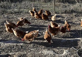 El precio de los huevos en Córdoba sube un 13 por ciento en origen desde mayo