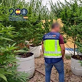 Desmantelan una plantación de marihuana en Alicante con plantas de más de un metro de altura
