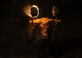 El Toro Jubilo vuelve a las calles de Medinaceli (Soria)
