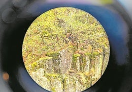 Cuando el oso y el pueblo se encuentran: un reto para la convivencia pacífica