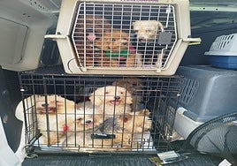 Investigan un criadero ilegal tras hallar 16 perros de raza en condiciones «insalubres» en un piso de Valencia