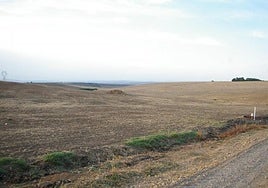 Dcoop tendrá una fábrica de zumo de naranja en Palma del Río