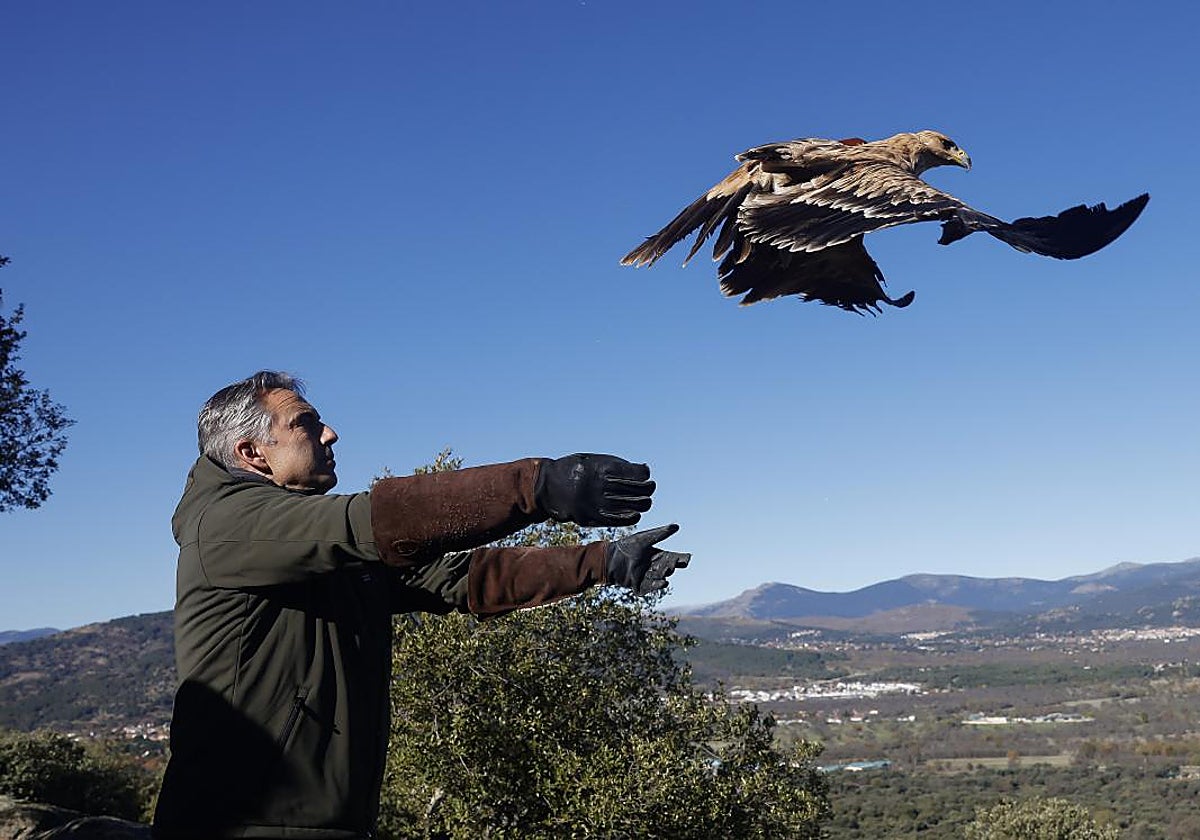 El consejero de Medio Ambiente, Carlos Novillo, durante un balance presentado en Moralzarzal sobre la situación de las aves rapaces en el territorio