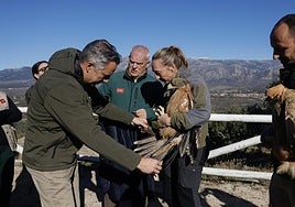 Madrid lidera la densidad de águila imperial tras crecer un 12,8% las parejas reproductoras